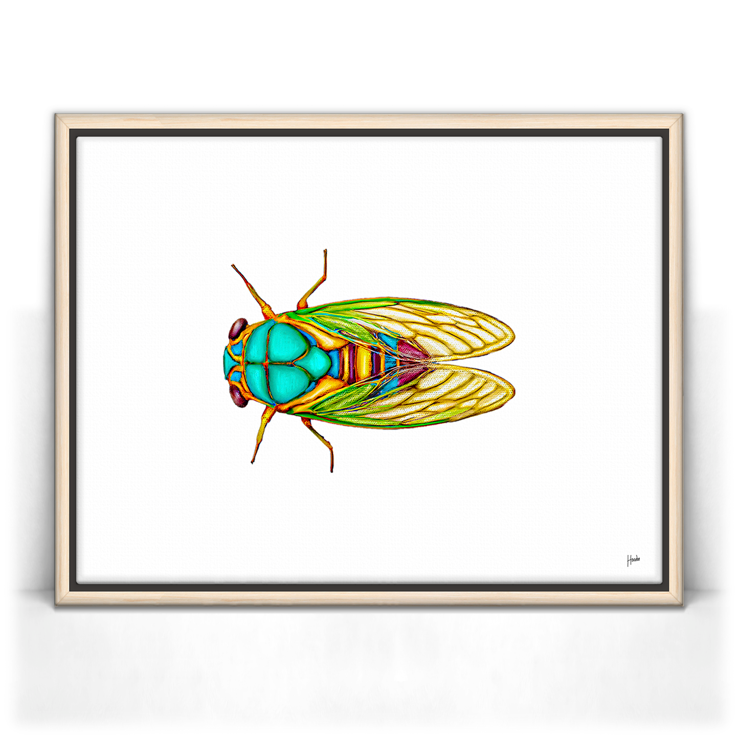 Cicada