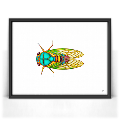 Cicada