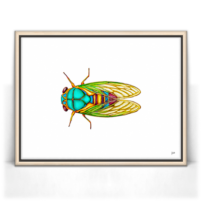 Cicada