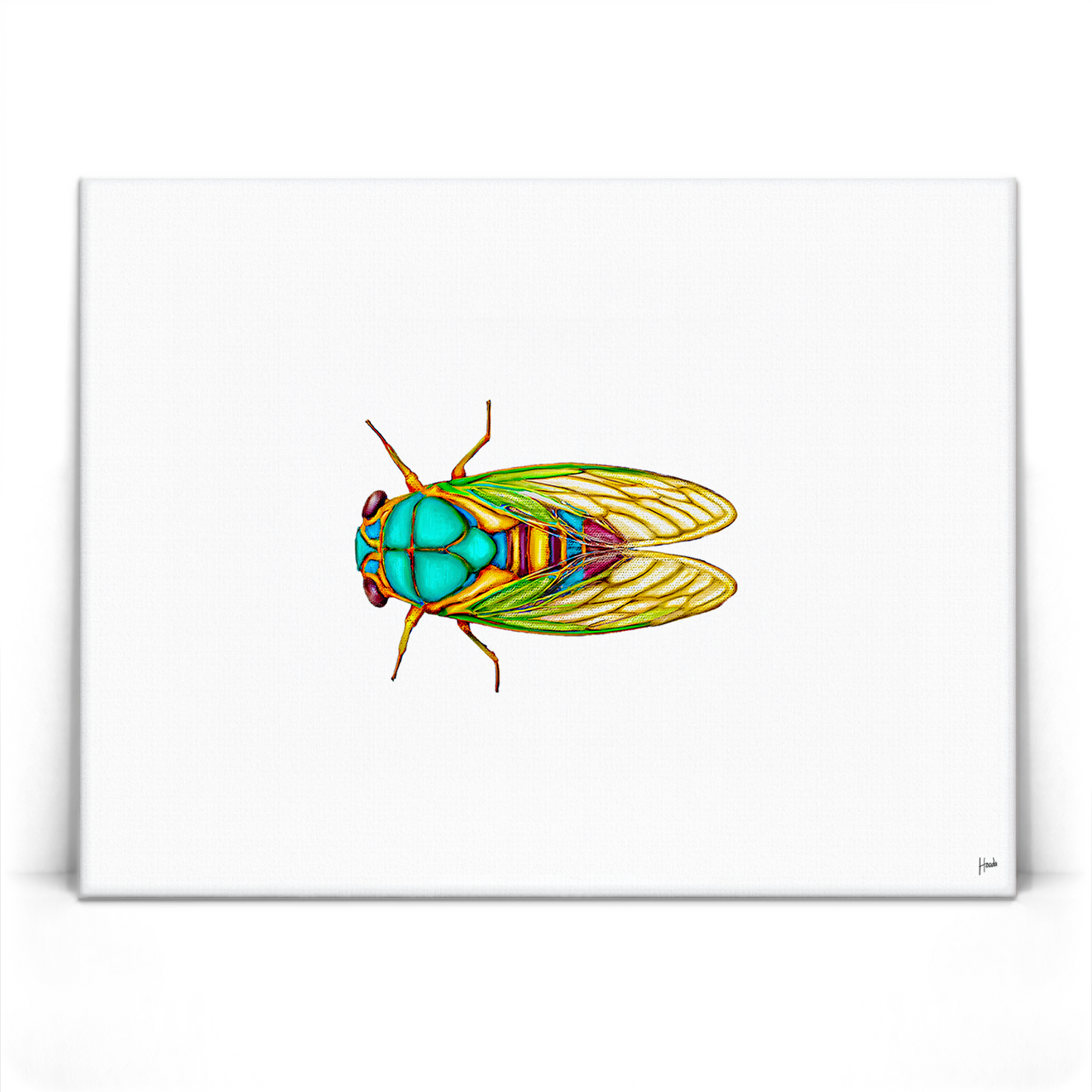 Cicada
