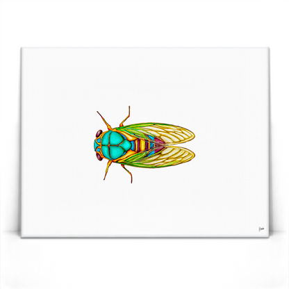 Cicada