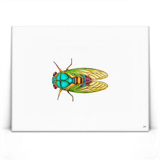 Cicada