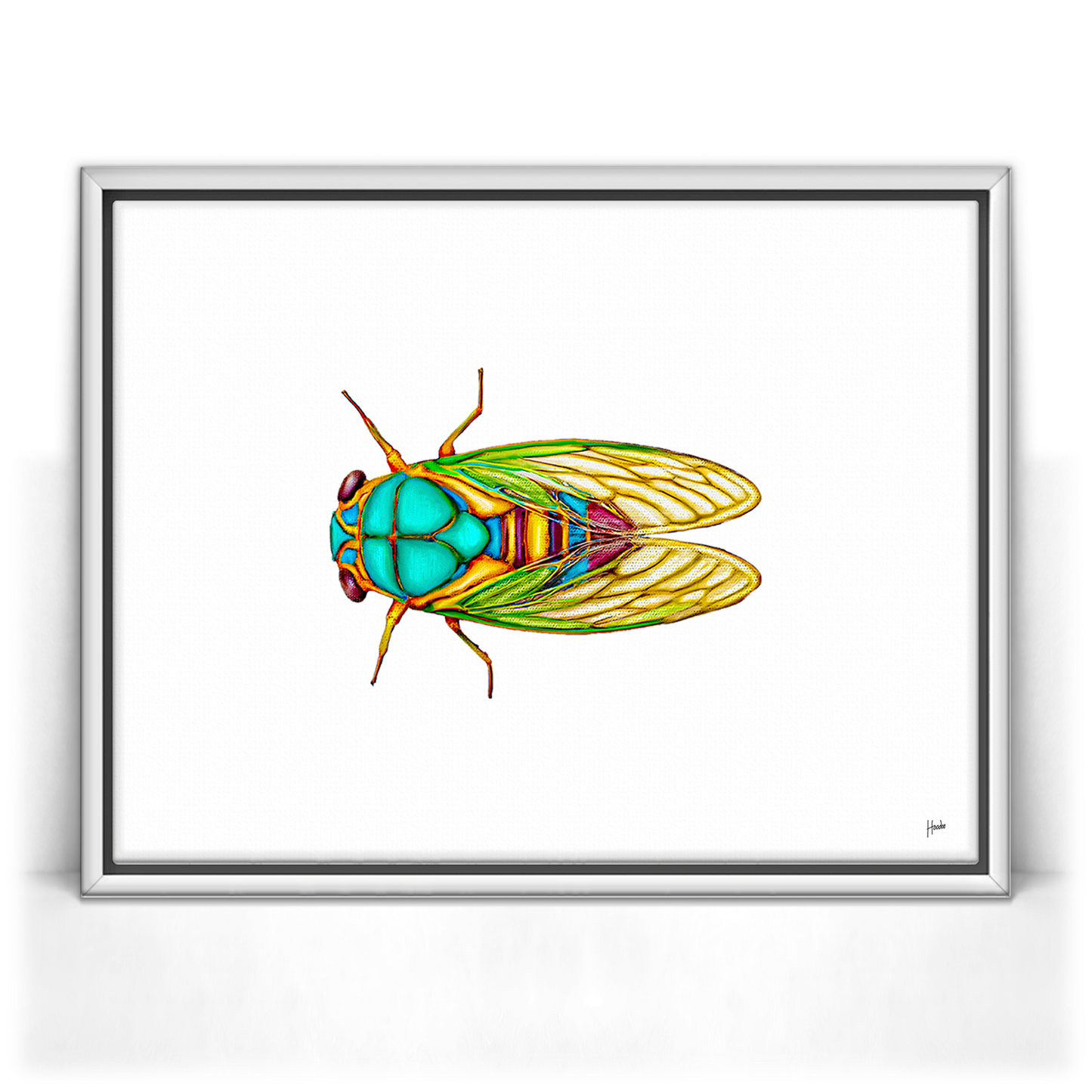 Cicada