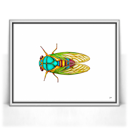 Cicada