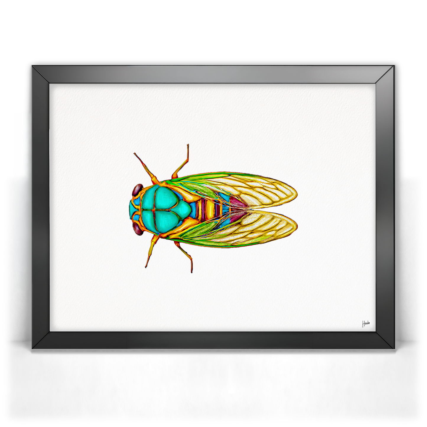 Cicada