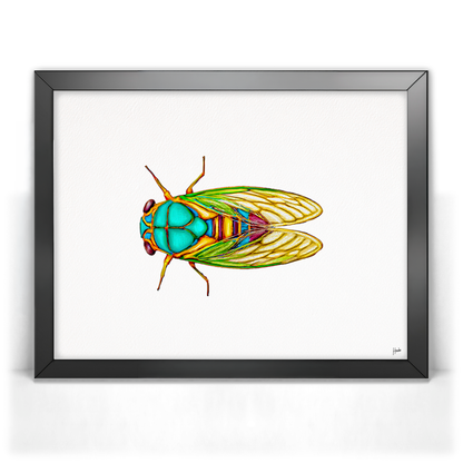Cicada