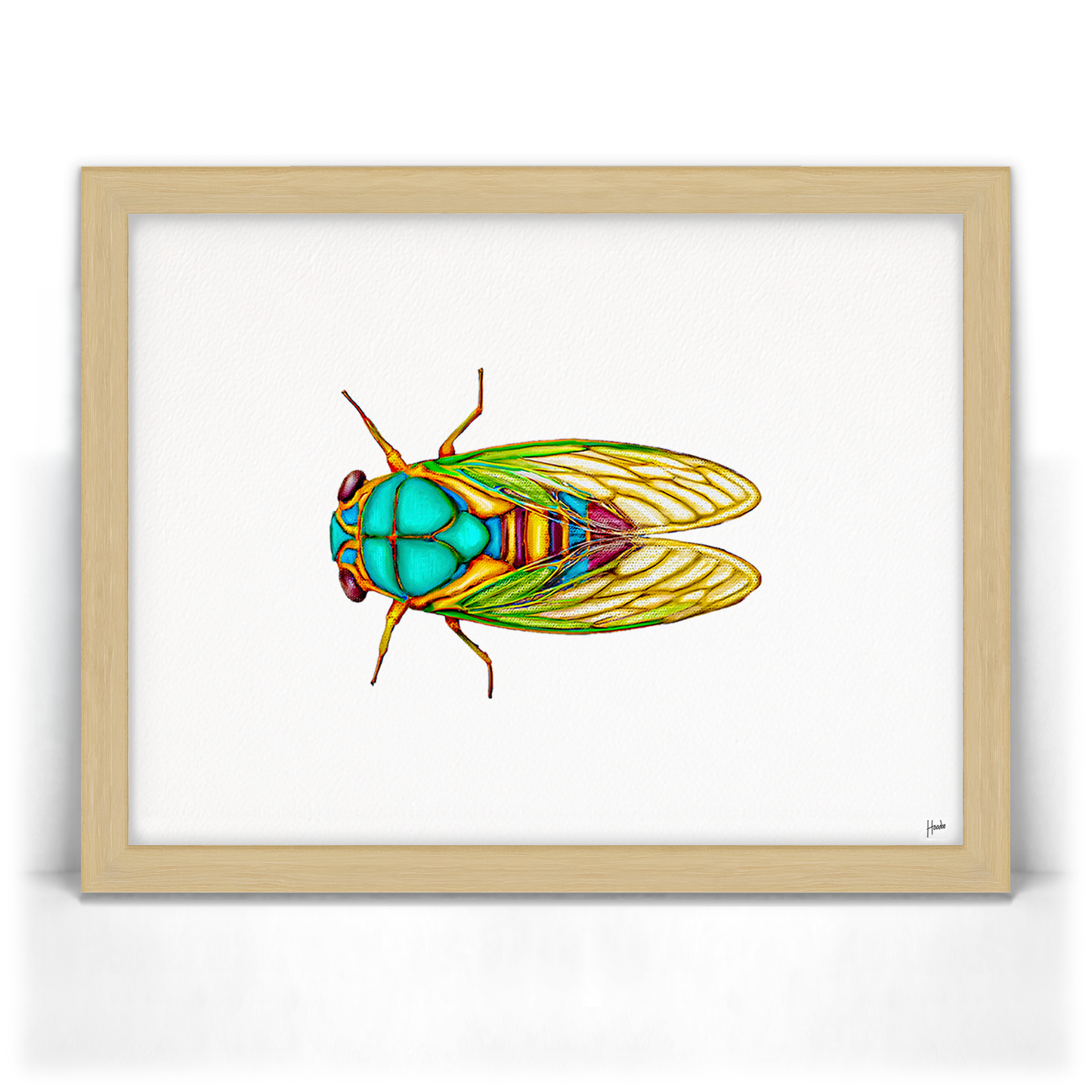 Cicada