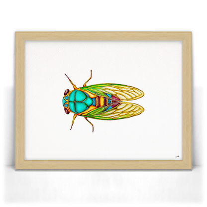 Cicada