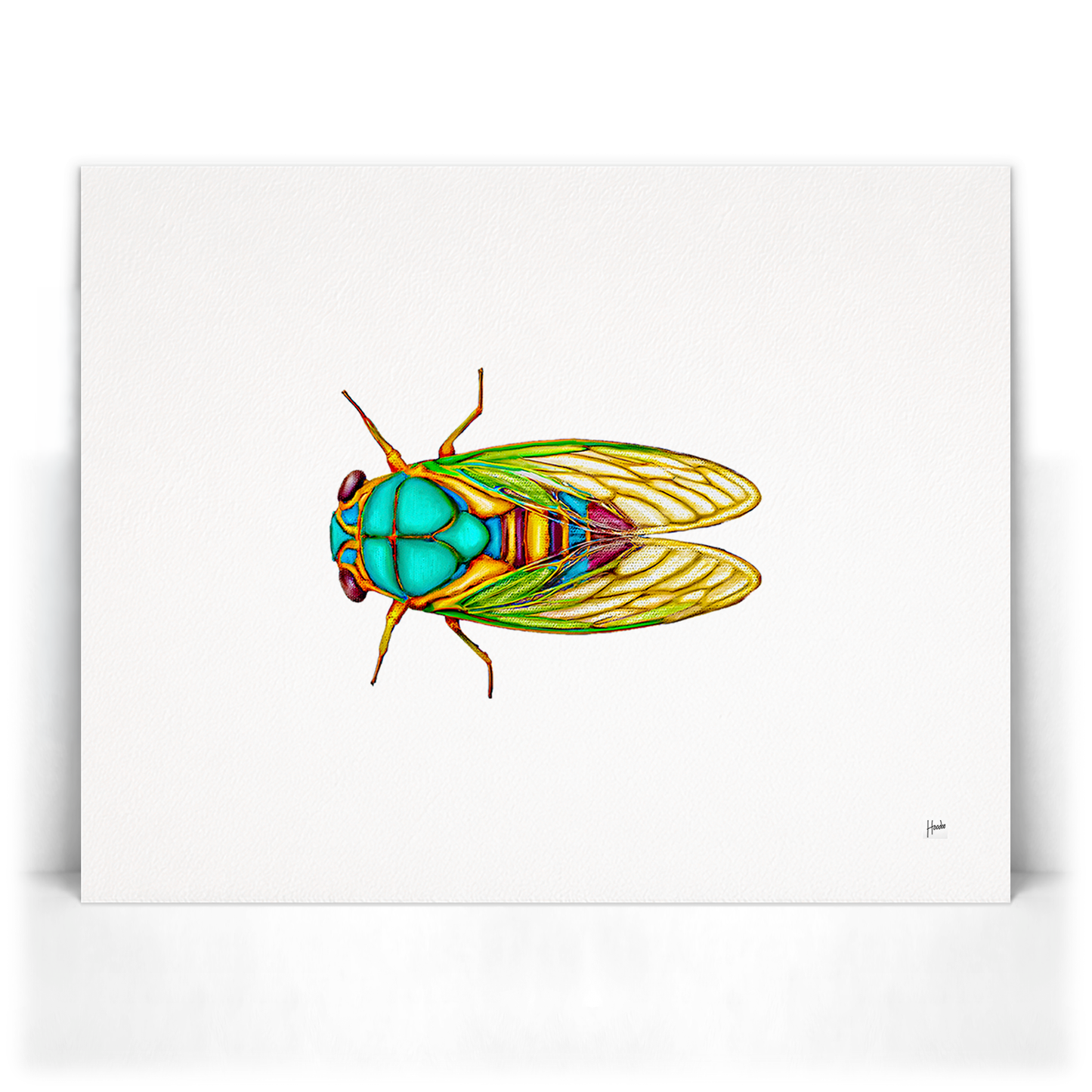 Cicada