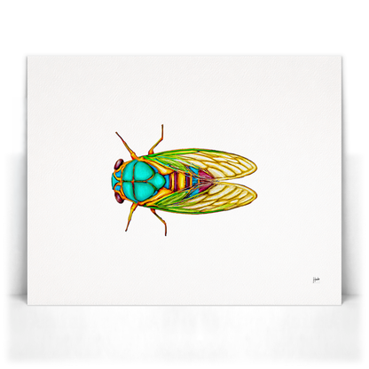 Cicada