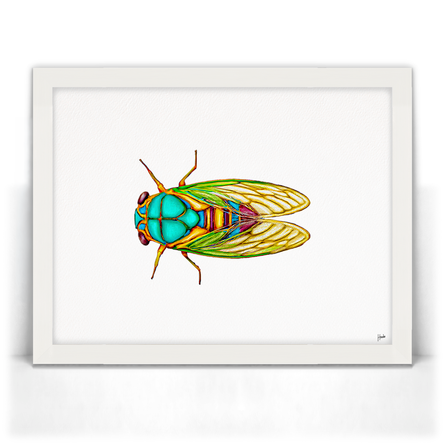 Cicada