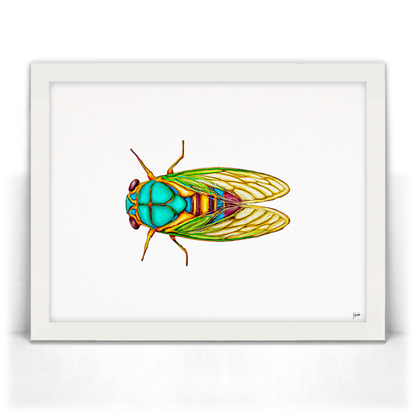 Cicada