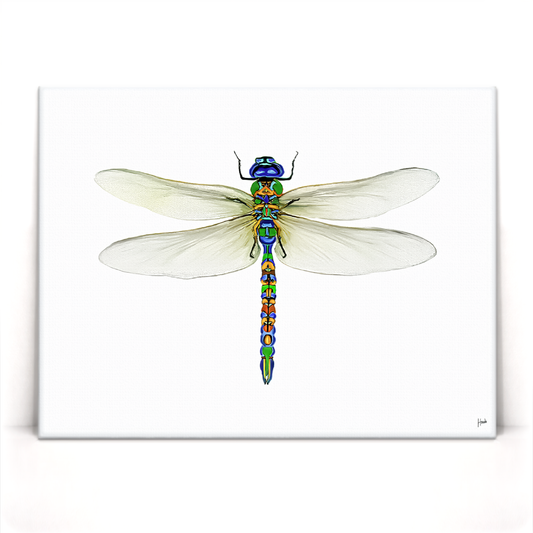 Dragonfly Pinned