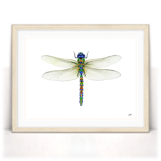 Dragonfly Pinned