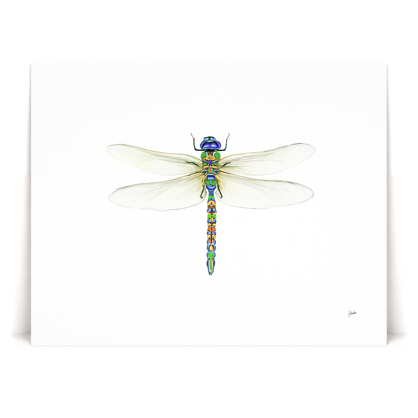 Dragonfly Pinned