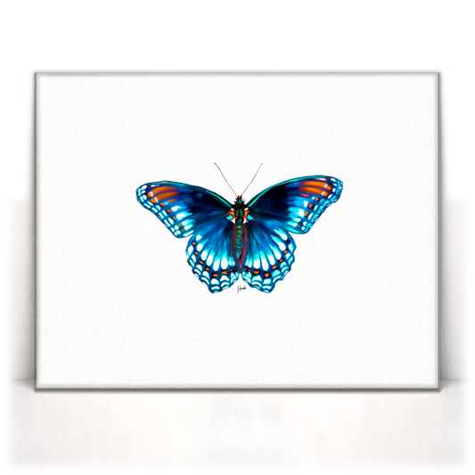 Blue Morpho