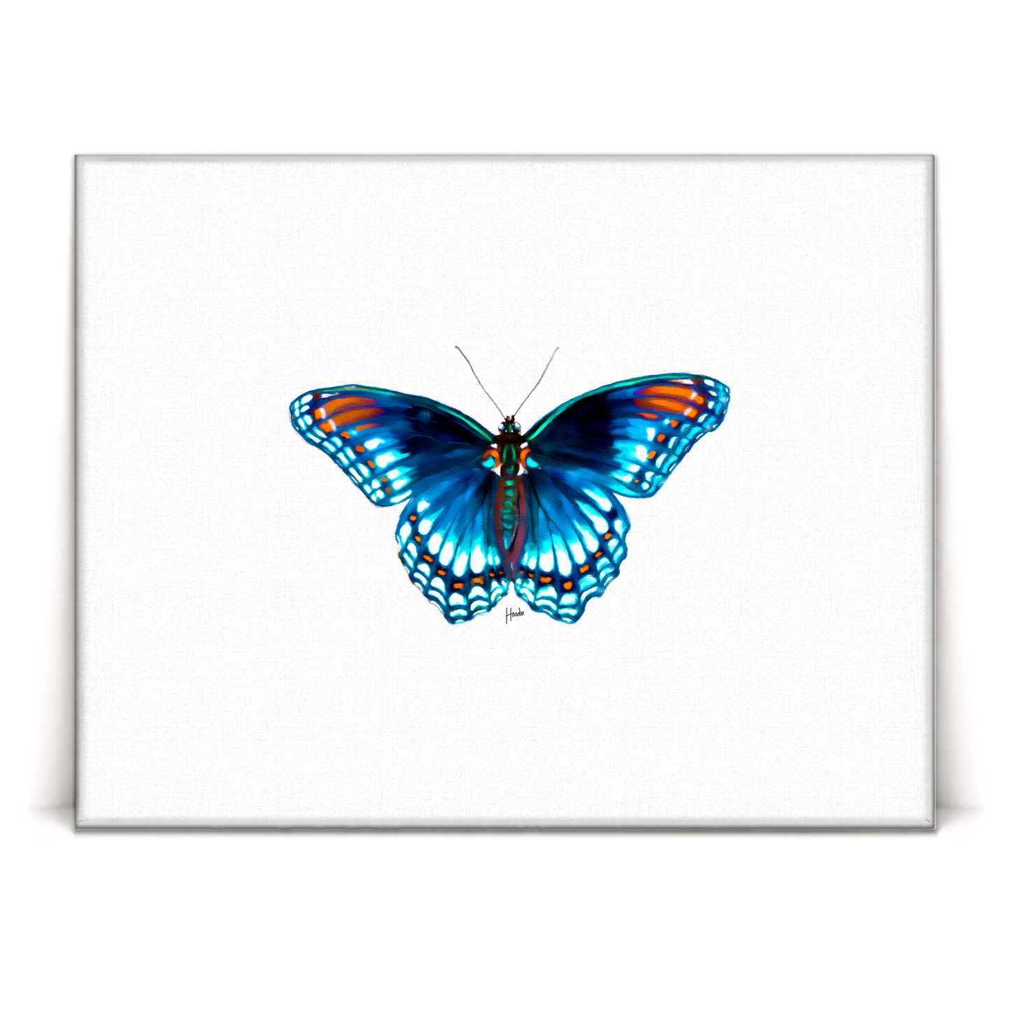 Blue Morpho