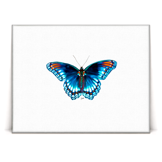 Blue Morpho