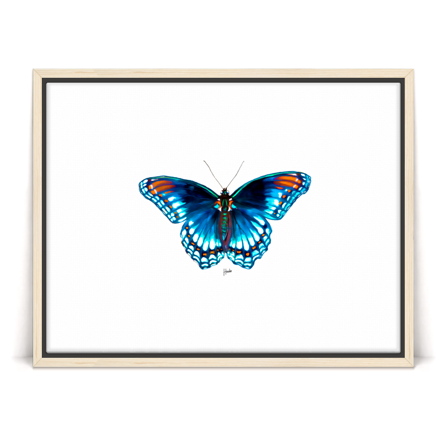 Blue Morpho