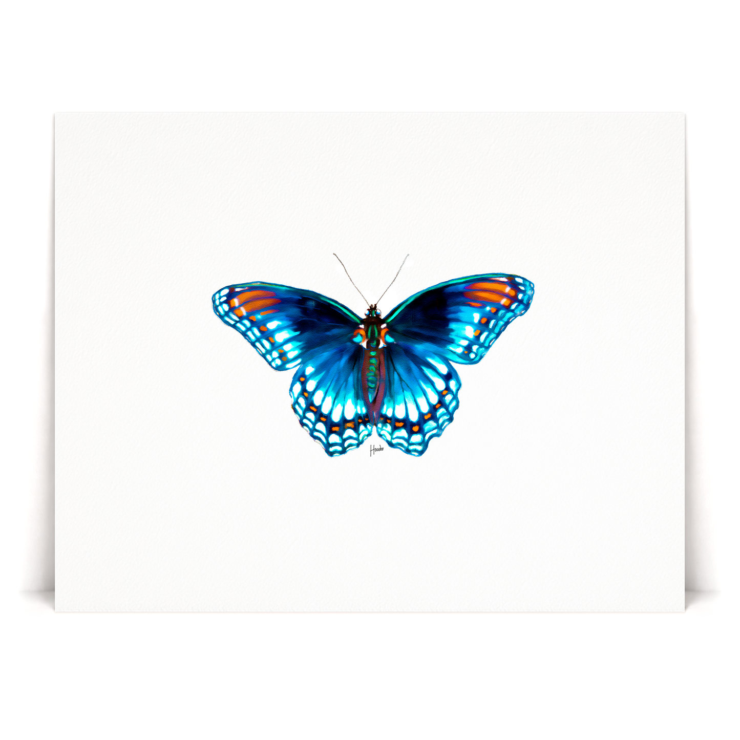 Blue Morpho